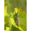 Saperda populnea (Linnaeus, 1758) Rzemlik osikowiec